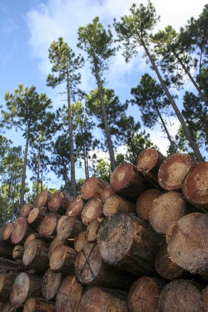 Pine trees and stacked logs